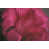 Fuchsia est en rupture de stock