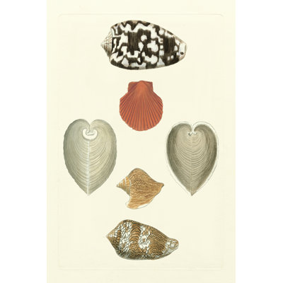 Knorr Shells III by Knorr - Wrapped Canvas Print