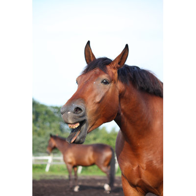 Yawning Bay Horse by Virgonira - Wrapped Canvas Print