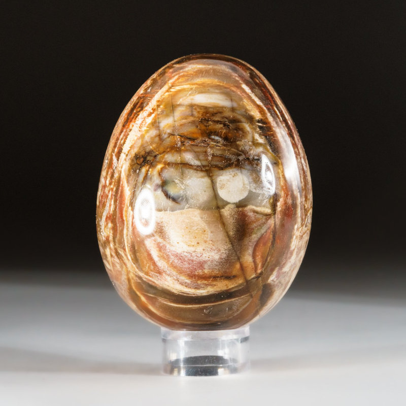 Petrified Wood Egg