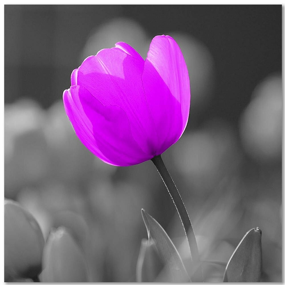 Leinwandbild Purple Tulip