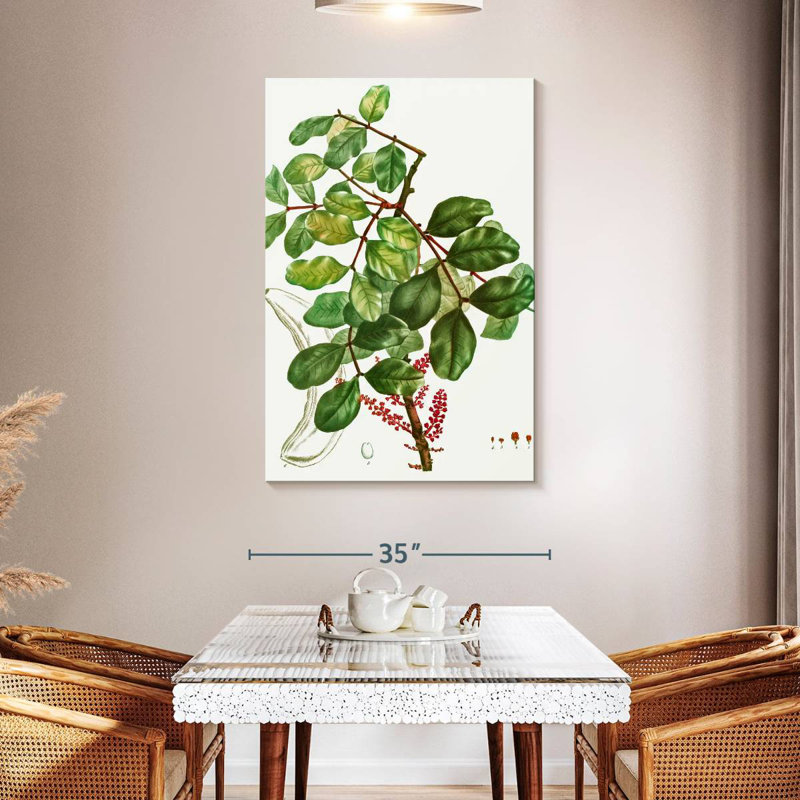 Keiri Carob Tree, 48" H x 32" W