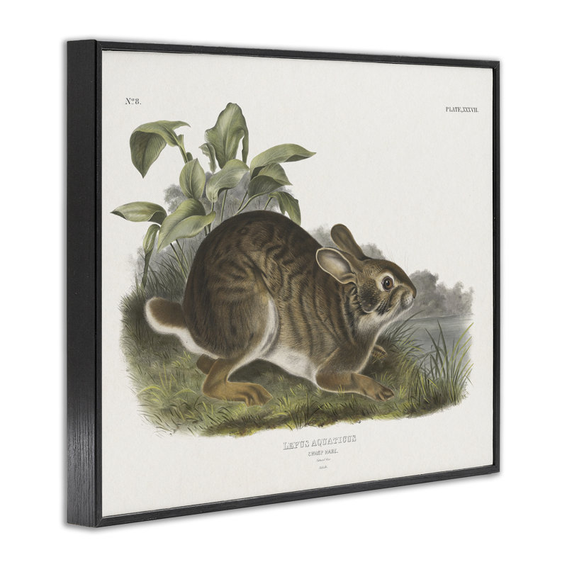«Vintage Cottage Hare», estampe numérique encadrée par Wild Apple Portfolio, Giclée encadrée noir minuit, H 11 po x l 14 po