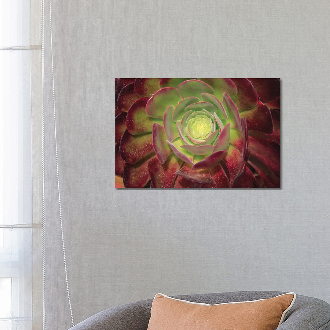Succulent Named Prairie Sunset Or Houseleeks by Mallorie Ostrowitz - Wrapped Canvas Print