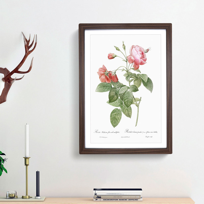 Boursault Rose in Pink by Pierre-Joseph Redoute - Picture Frame Graphic Art Print, 36cm H x 27cm W x 2cm D, Walnut Framed