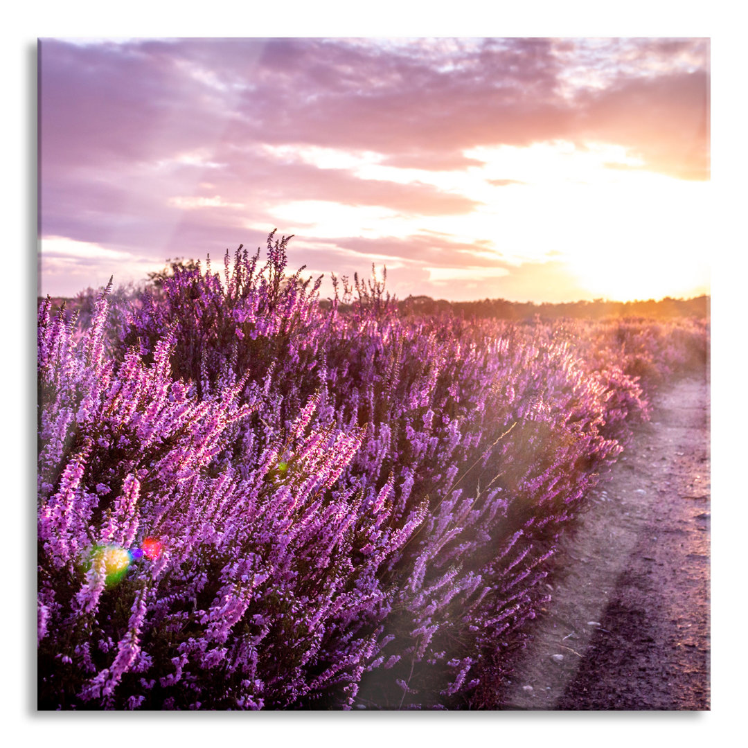 Ungerahmtes Foto auf Glas "Lavender Landscape at Sunset"