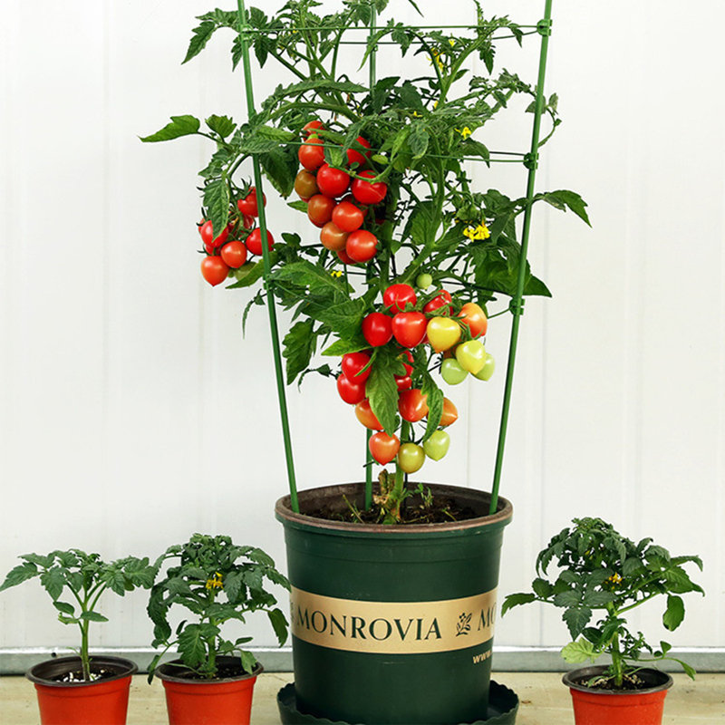 Support pour plantes Oralene