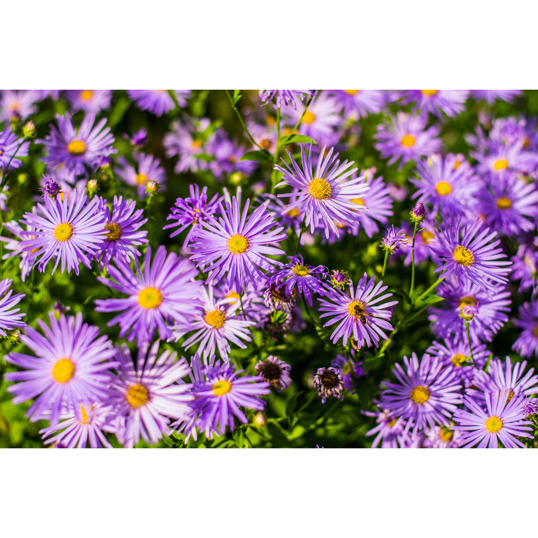 Purple Aster Bush von Latsalomao - Kunstdrucke auf Leinwand ohne Rahmen