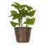 Mini buisson d'eucalyptus vert 32 po