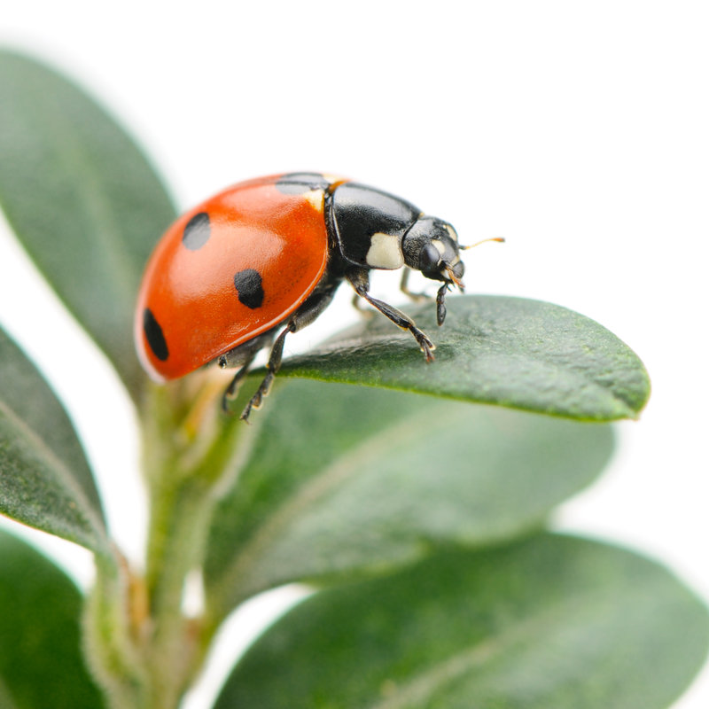 Coccinelle sur feuille verte par Alinamd, H 12 po x l 12 po