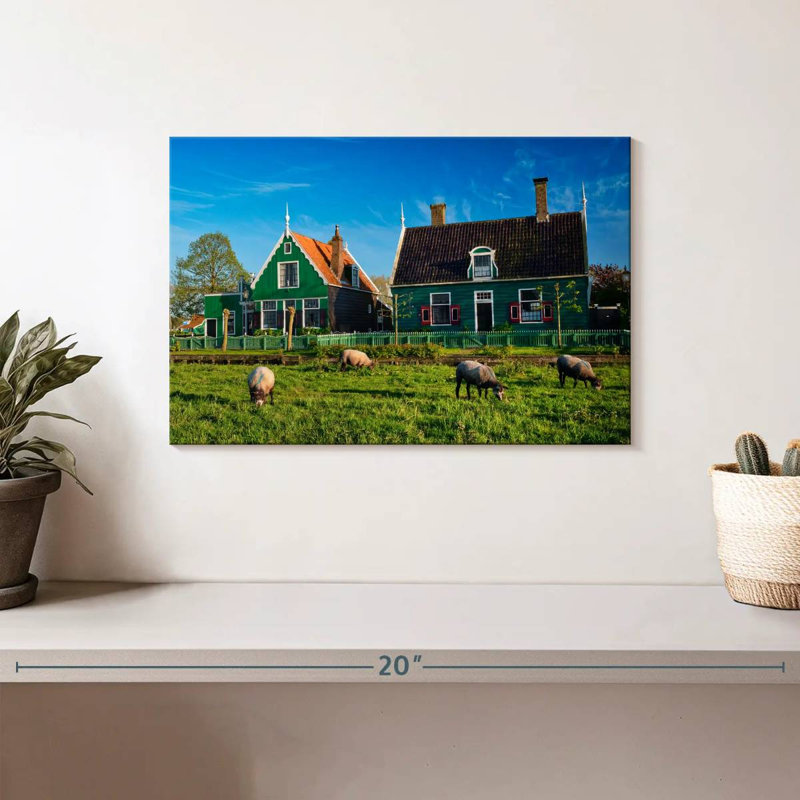 Lilie Zaanse Schans Sheep, H 8 po x l 12 po