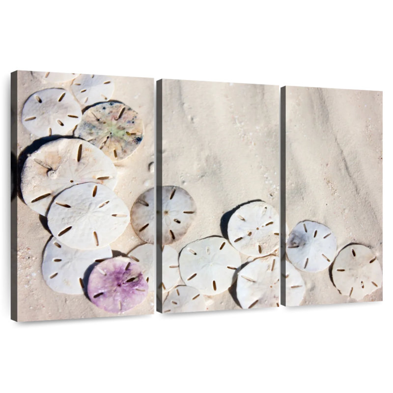Brampt Beach Sand Dollars, 42" H x 65" W