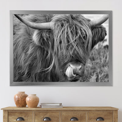 «Scottish Cow on Moorland II» - photographie sur toile