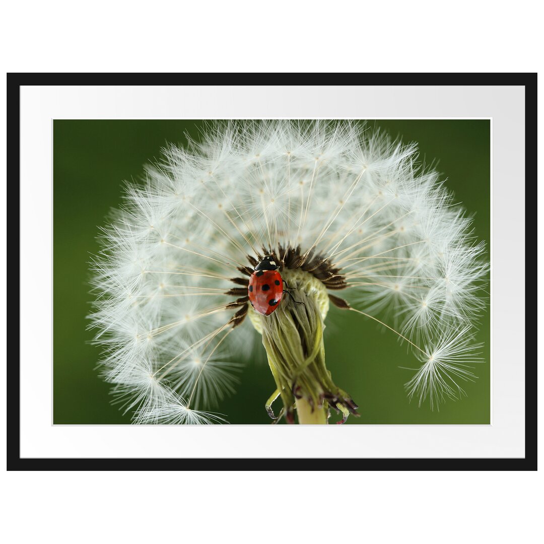 Gerahmtes Poster Marienkäfer auf Pusteblume