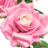 Rose Arrangement-1969416992