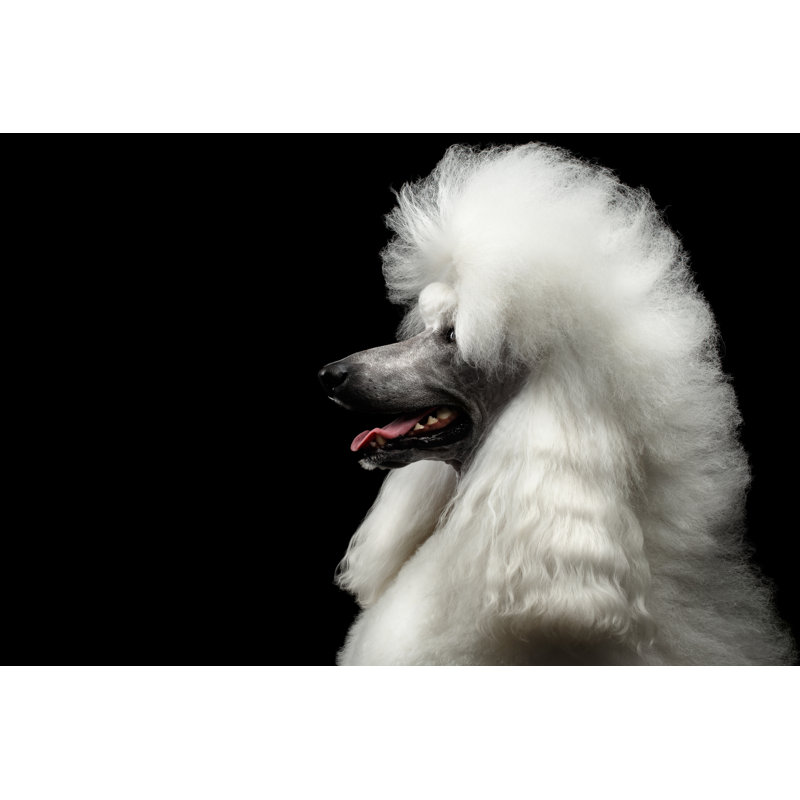 White Royal Poodle by Seregraff - Wrapped Canvas Print, 30cm H x 46cm W