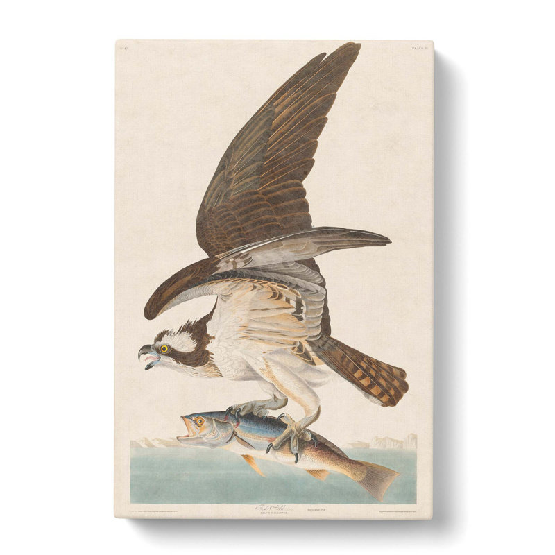 Osprey by John Audubon - Wrapped Canvas, 76cm H x 50cm W x 3cm D