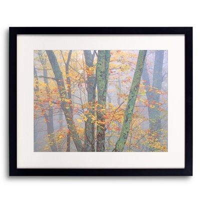 Autumn Portrait Blue Ridge Parkway #1 Print by Bruce Heinemann
