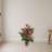 Anthurium Silk Plant