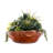 Succulents in Teak Wood Bowl