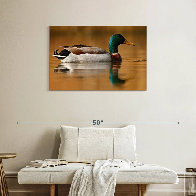 Canard colvert Brampt, H 24 po x l 36 po