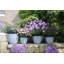 Sundhya Pot Planter-1321088713-1321088718