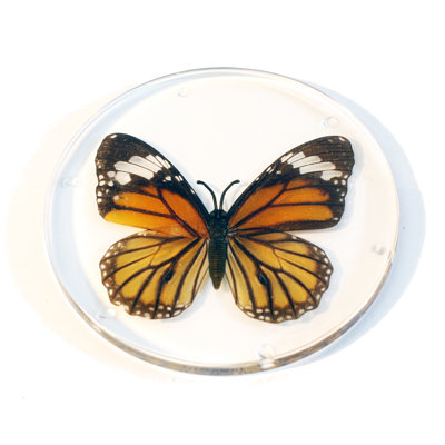 Dessous de verre papillon tigre réel