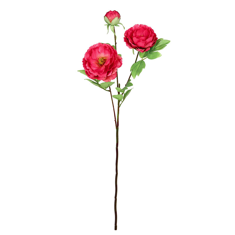 Tiges de pivoines, Beauté rouge