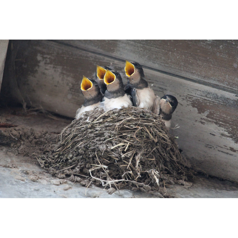 Swallows In Nest - Wrapped Canvas Print, 81cm H x 122cm W x 3.8cm D