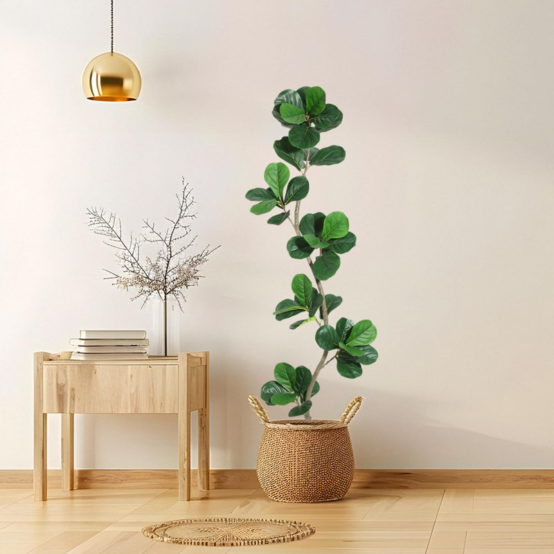 183cm Plant