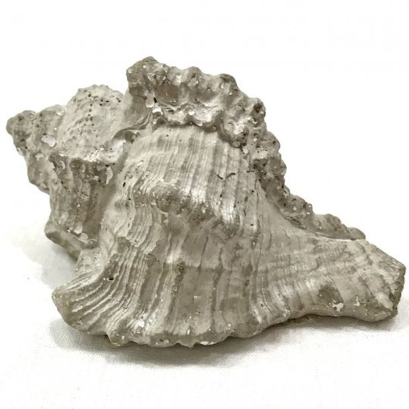 Art de jardin shell Houpt