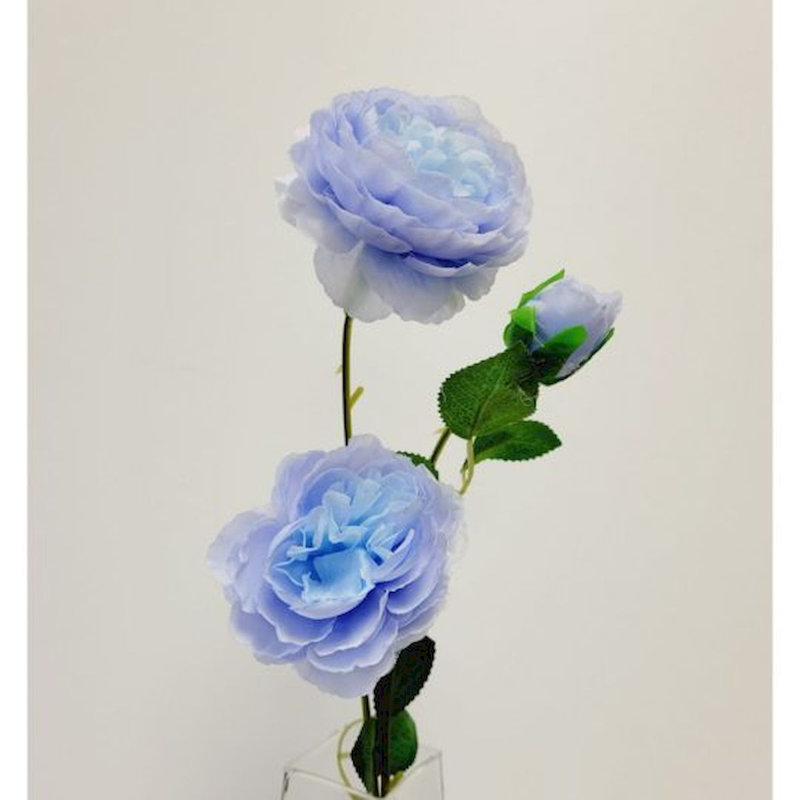 Pivoine, Bleu