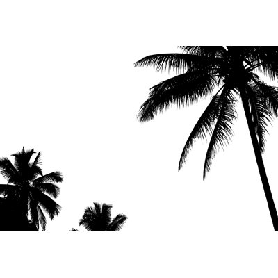 " Palm Trees Silhouette " by Benthebeeman