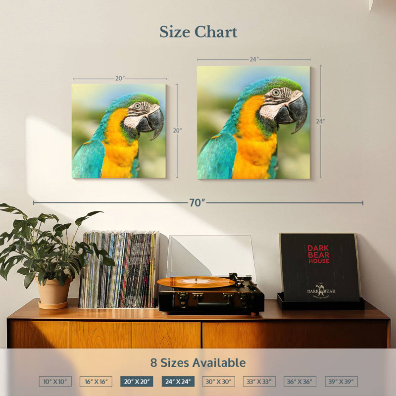 Brampt Parrot, 24" H x 24" W