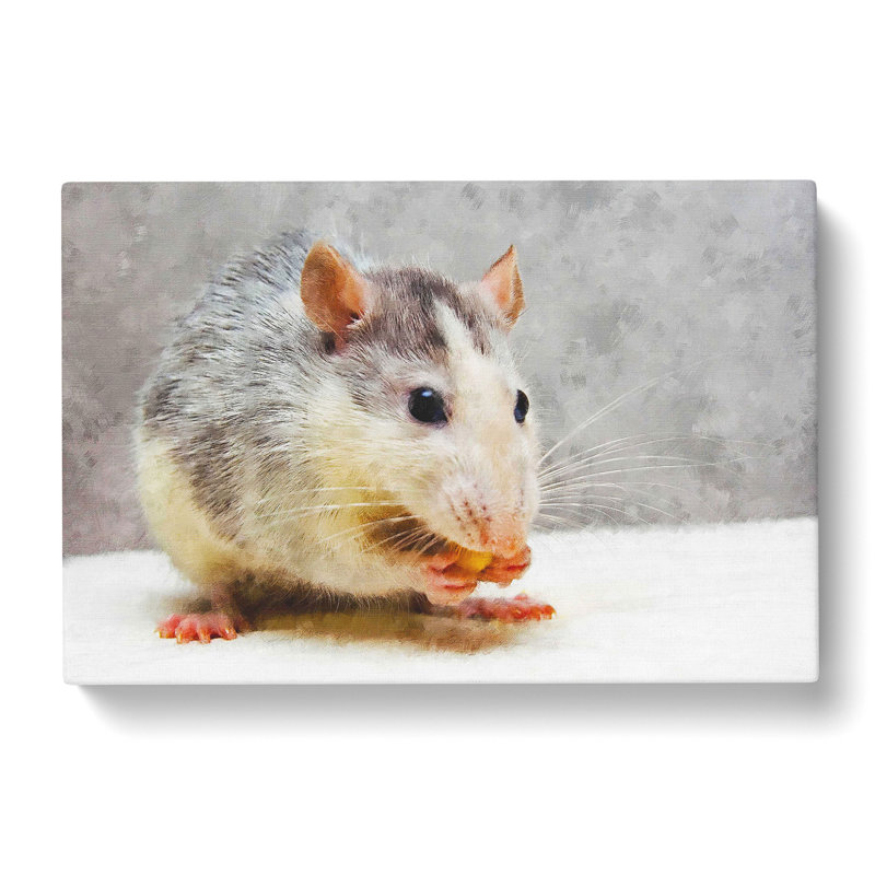 Rat - Wrapped Canvas, 35cm H x 50cm W x 3cm D