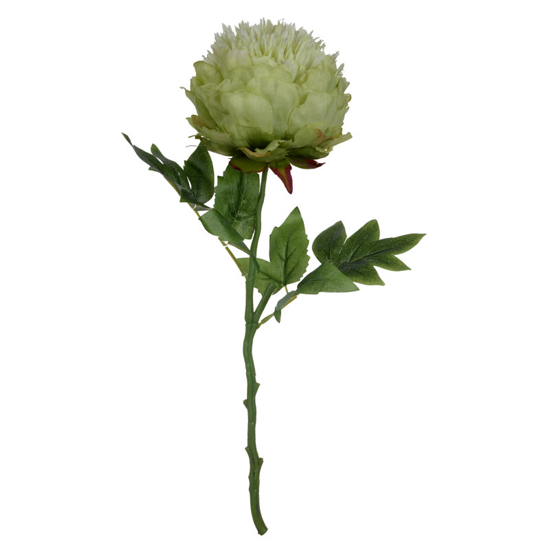 Tige de pivoine