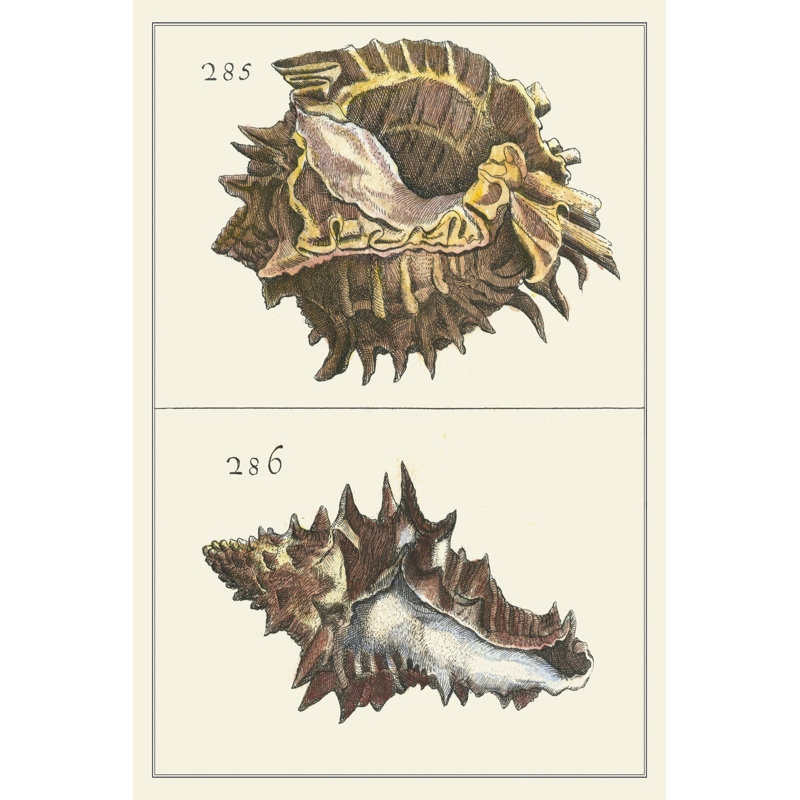 Seashell Menagerie I - Wrapped Canvas Art Print, 76cm H x 51cm W x 3.8cm D