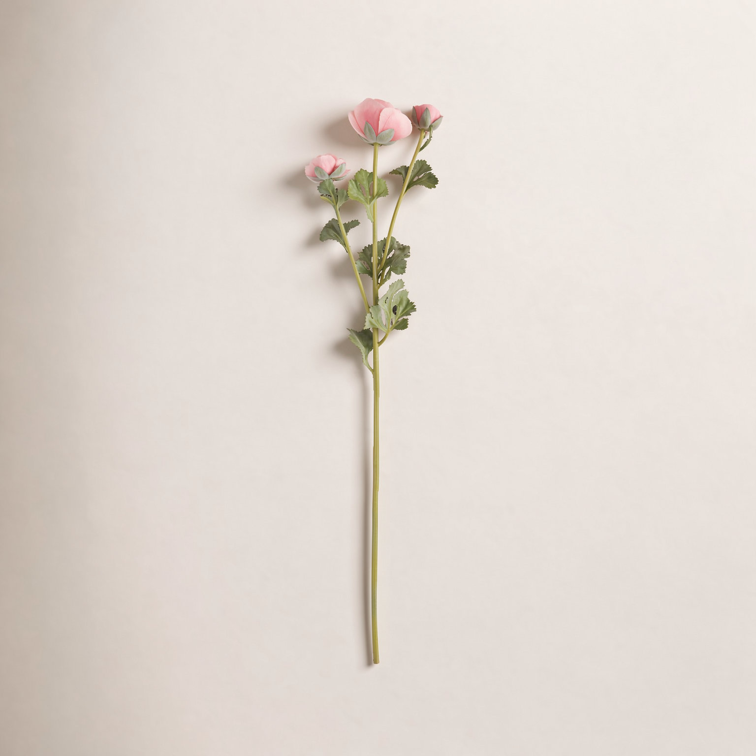Rimma Ranunculus Stems, Pink