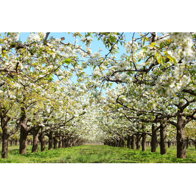 Pear Trees Blossom - Wrapped Canvas Print