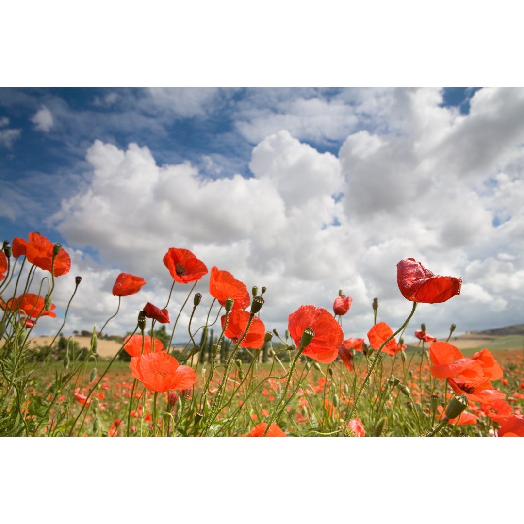 Italienische Poppys von Wingmar - Druck