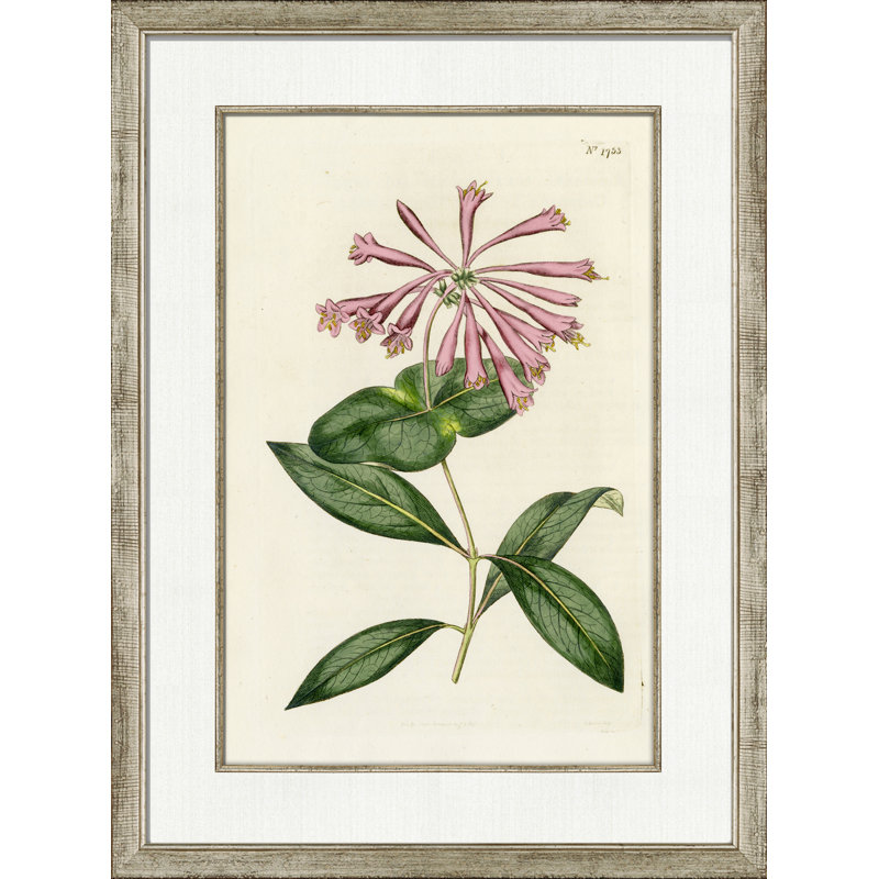 Medium Antique Blush Floral III Painting