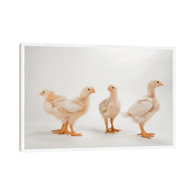 A Studio Portrait Of A Brood Of Cornish Chicks by Joel Sartore - Floater Frame Gallery-Wrapped Canvas Giclée on Canvas
