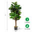 Figuier figuier en pot 48 po Engel-96917978