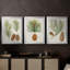 Antique Pine Cones I - Toile tendue avec châssis sur mesure - 3 pièces-944148514-944148519
