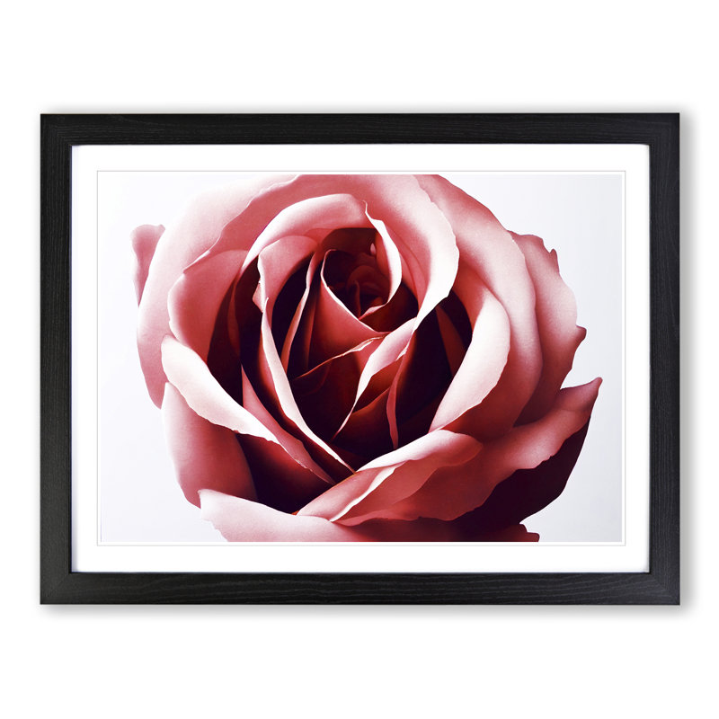 Mystical Rose Flower - Single Picture Frame Print, Black , 46cm H x 64cm W