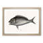 Porgy Fish by Mark Catesby - Picture Frame Painting Print-55767095-55767097