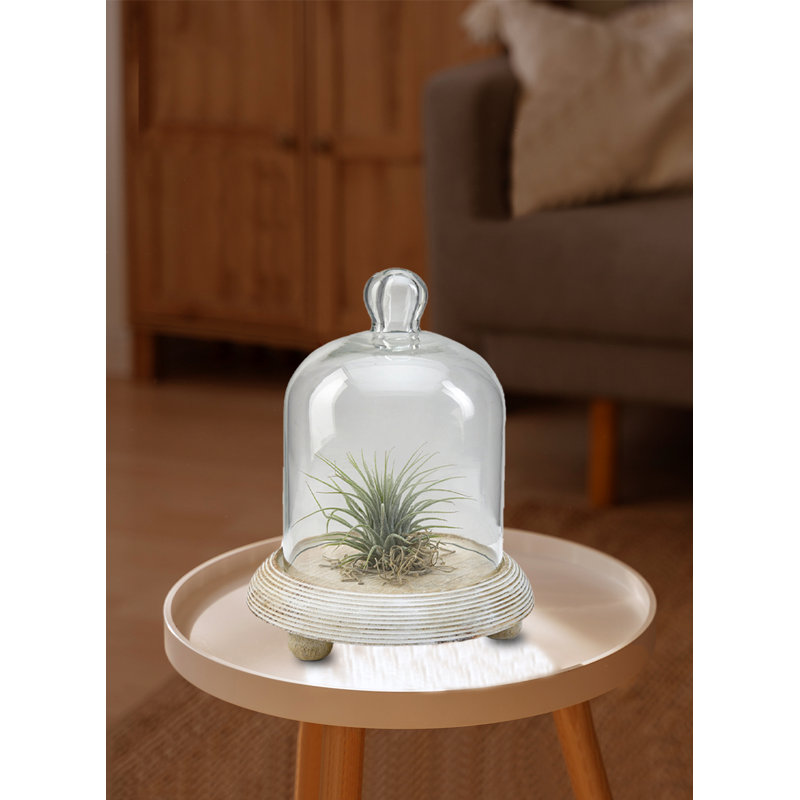 Terrarium d'intérieur, H 7,5 po x l 6 po x P 6 po