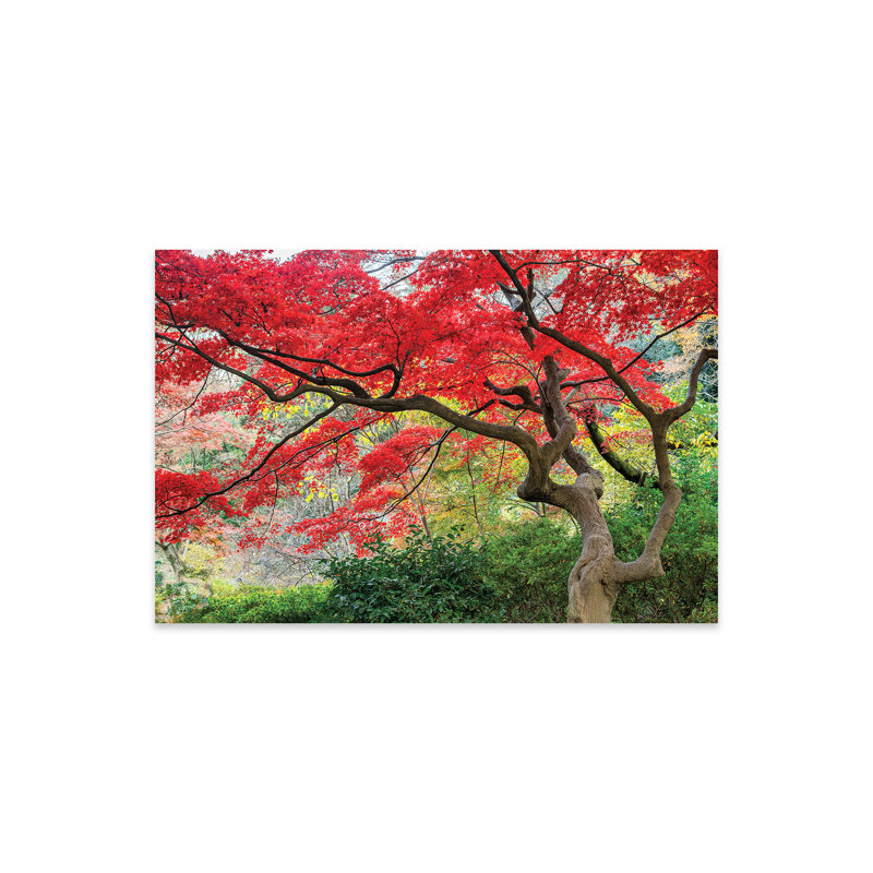 Érable japonais en automne sur plastique / acrylique par Jan Becke