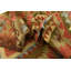 Tapis de zone en laine beige/brun/vert/rouge 3 pi 3 po x 4 pi 11 po one-of-kind à la main noué la Doorfield