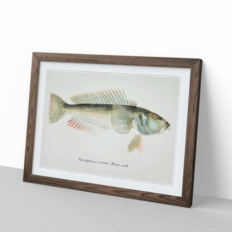 Illustration of a Blue Cod Fish by F.E. Clarke - Picture Frame Painting Print, 36cm H x 48cm W x 2cm D, Walnut Framed
